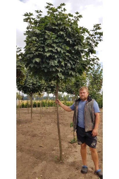 Клен гостролистий Глобозум | Acer platanoides Globosum | Клен остролистный Глобозум